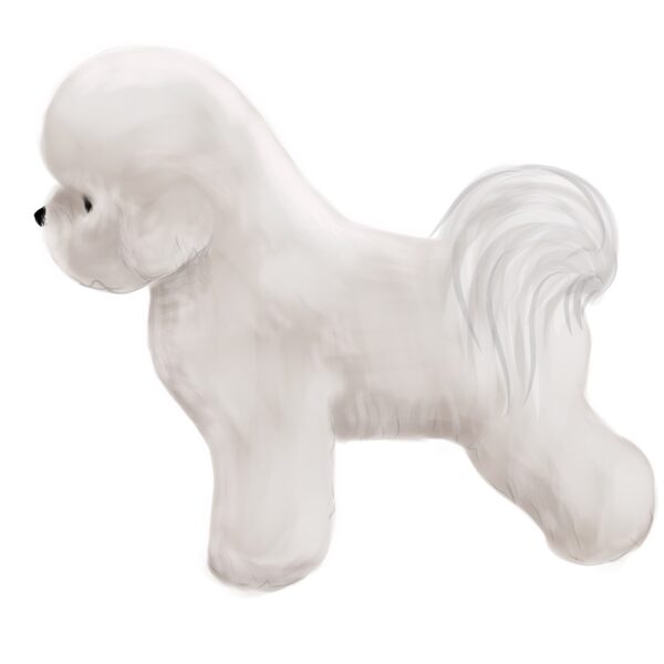 Bichon Frise grooming guide