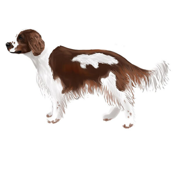 English Springer Spaniël Welsh Springer Spaniël