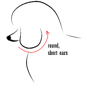 Poodle Modified Continental Clip (MCC) 