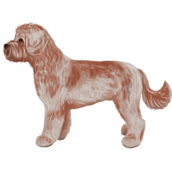 Labradoodle