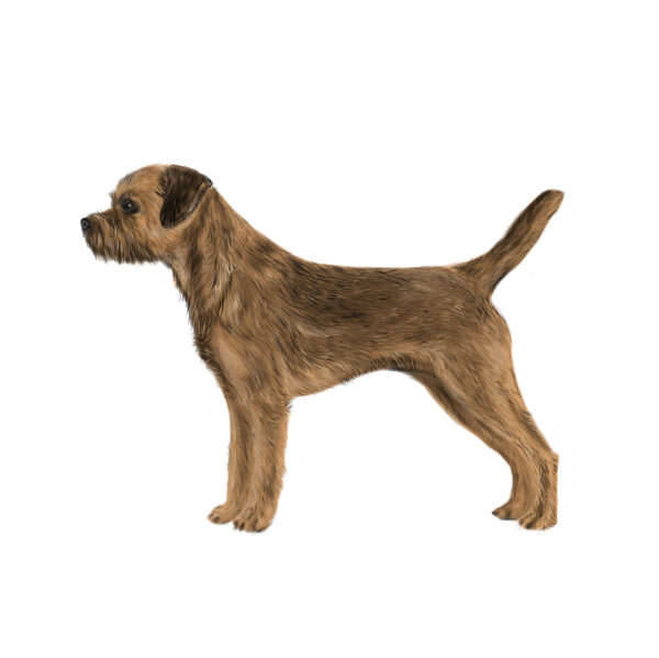 Border Terrier grooming guide