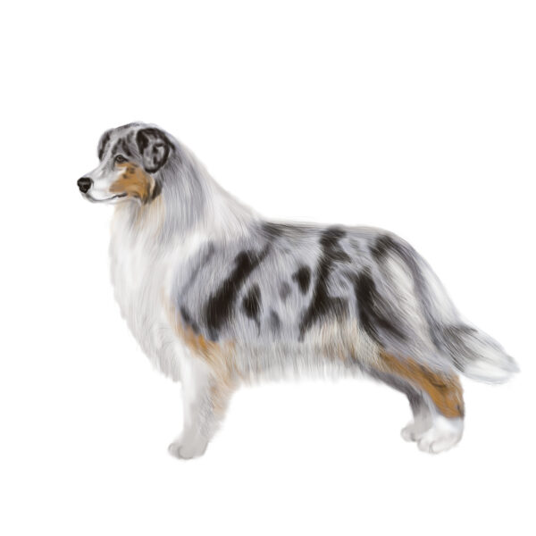 Australian Shepherd